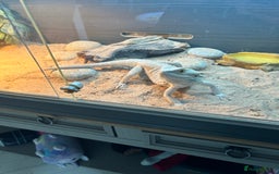 Bearded Dragon reptiles for sale: Need gone by Sunday 😭Super friendly female dragon - Image 3