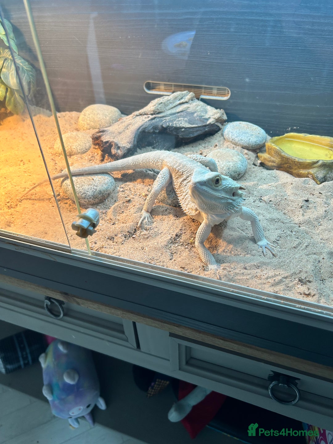 Bearded Dragon reptiles for sale: Need gone by Sunday 😭Super friendly female dragon - Image 3