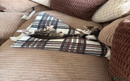 Mixed Breed cats for sale: Beautiful mixed breed kittens  - Image 8