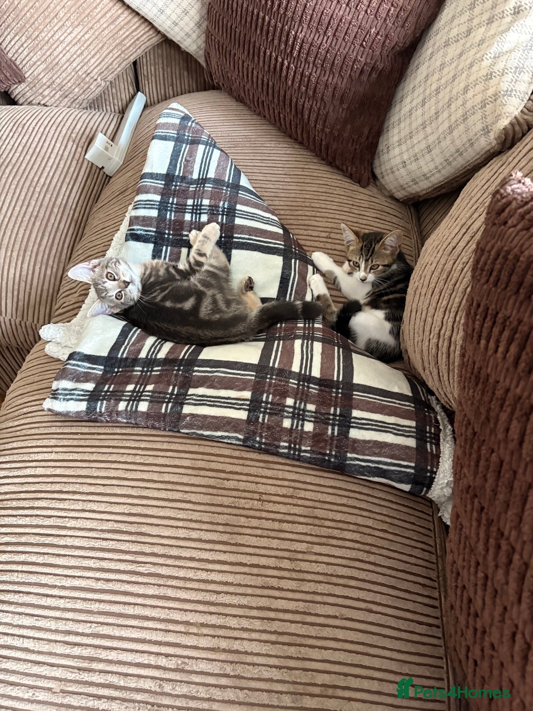 Mixed Breed cats for sale: Beautiful mixed breed kittens  - Image 8