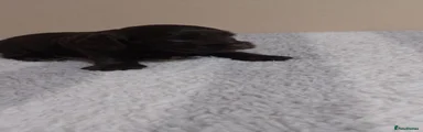 Cocker Spaniel 3