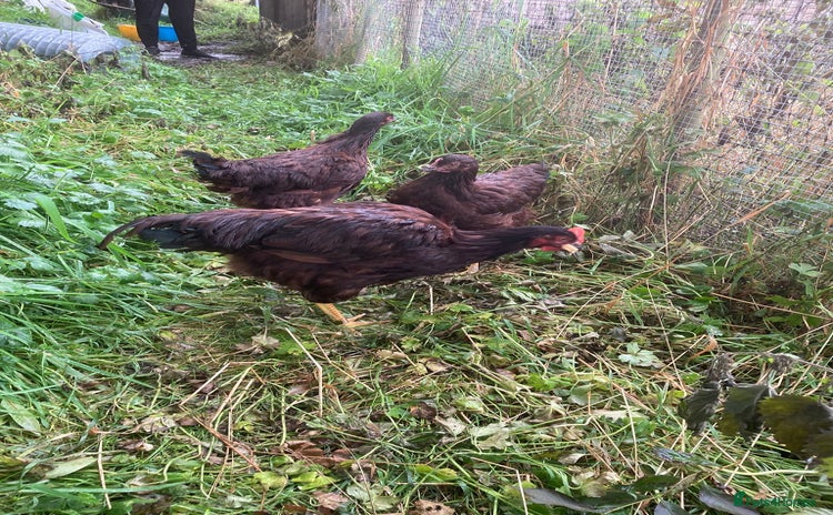 Chickens poultry - Advert 10
