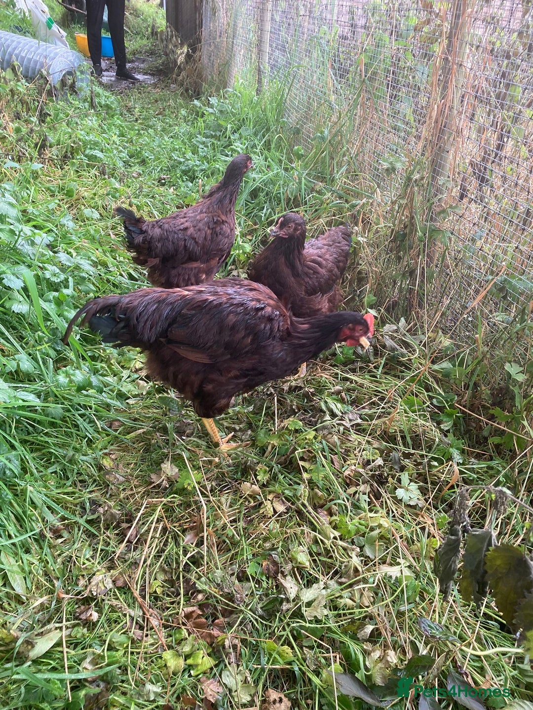 Chickens poultry for sale: Rhode Island Red pullets - Image 1