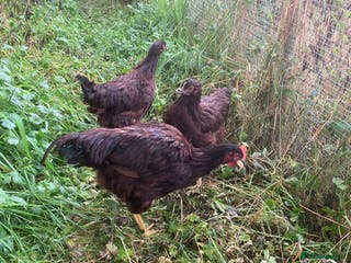 Chickens poultry Rhode Island Red pullets - Advert 19