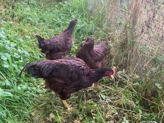 Chickens poultry Rhode Island Red pullets - Advert 18