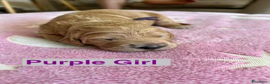 Purple Girl
