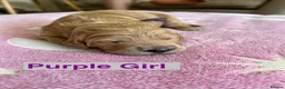 Goldendoodle dogs for sale: Outstanding F1 Standard GoldenDoodles - Advert 16