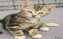 Bengal cats for sale: 5 kittens - 4 ginger and 1 galaxy - Image 4