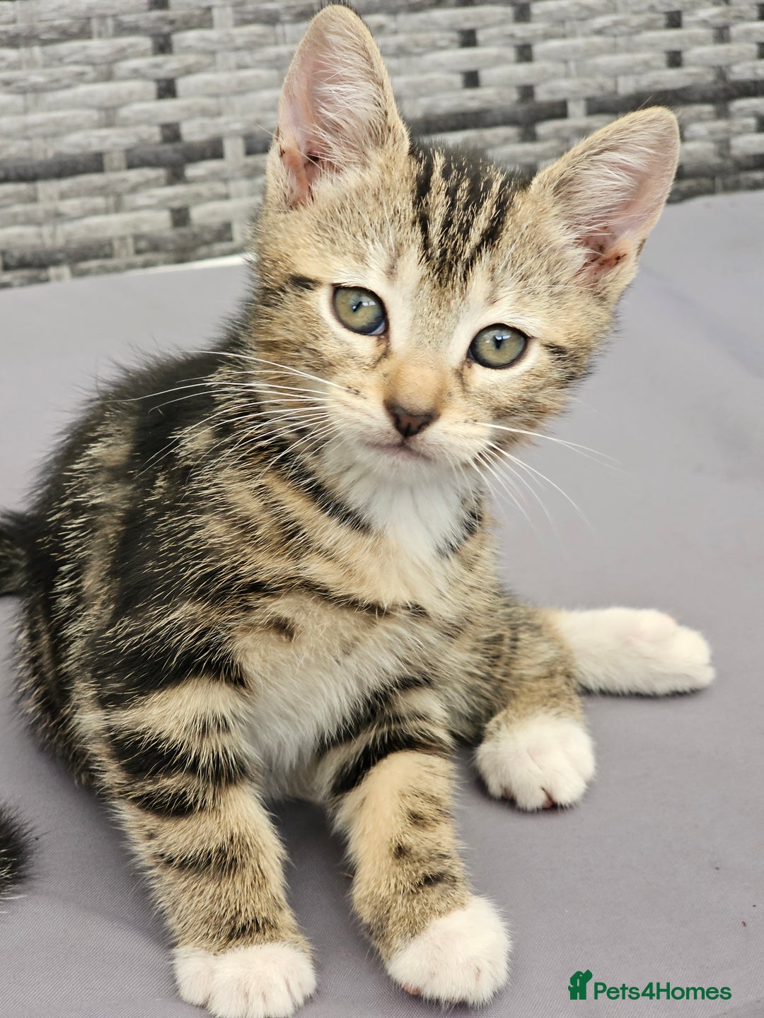 Bengal cats for sale: 5 kittens - 4 ginger and 1 galaxy - Image 4