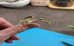 Stick Insects invertebrates for sale: Macleay's/ giant pricklies (Extatosoma tiaratum) - Image 8