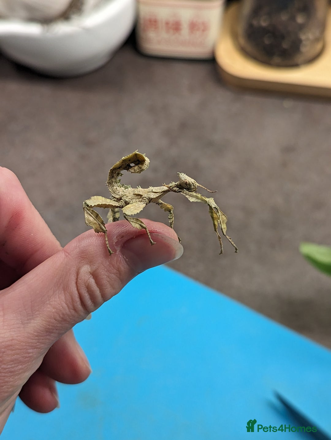 Stick Insects invertebrates for sale: Macleay's/ giant pricklies (Extatosoma tiaratum) - Image 8