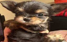 Chorkie dogs for sale: Tiny Pups for sale - Image 4