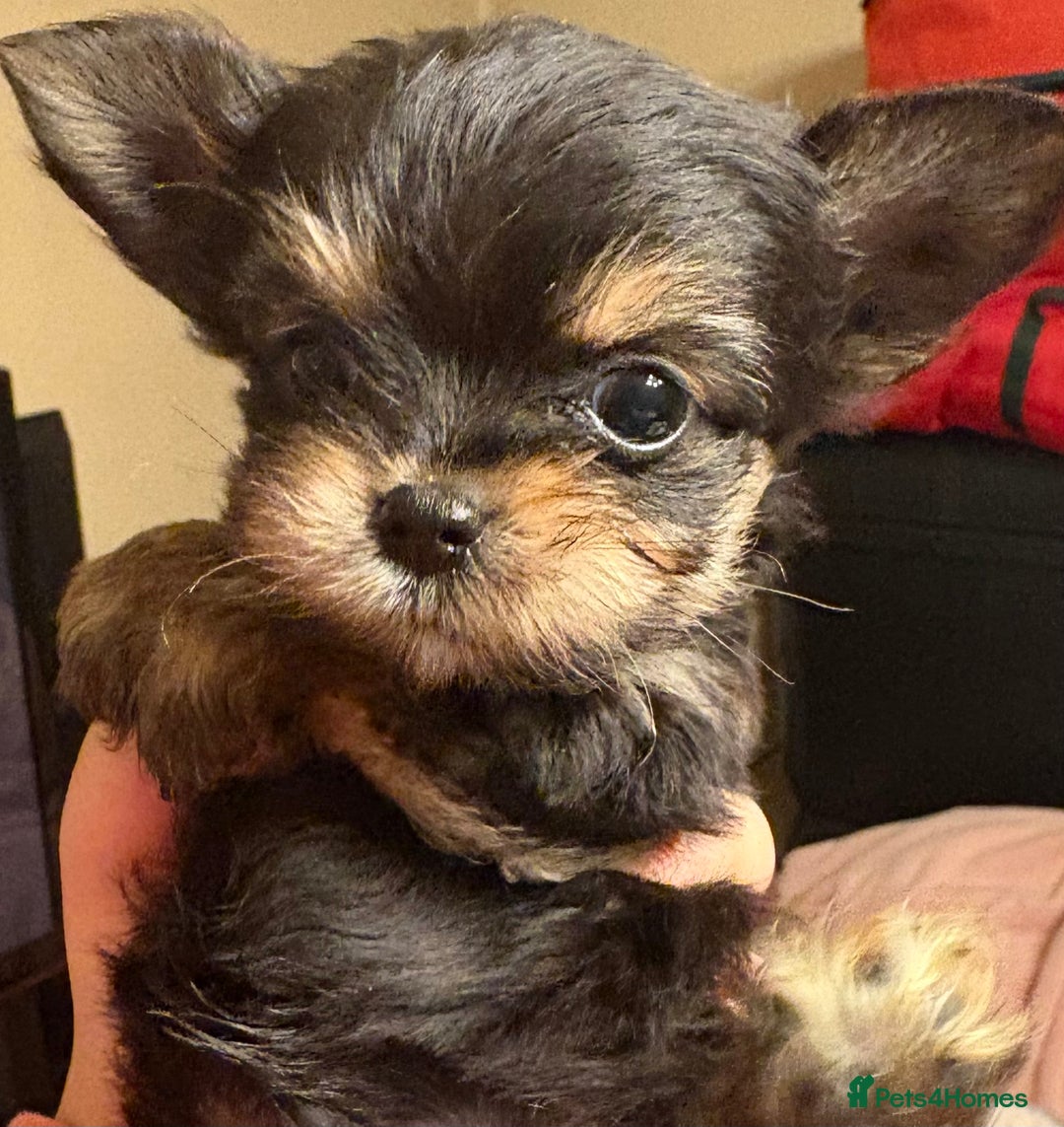 Chorkie dogs for sale: Tiny Pups for sale - Image 4