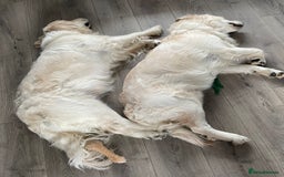 Golden Retriever dogs for sale: Meet Georgie & Bruno – Our Loving Golden Duo - Image 2