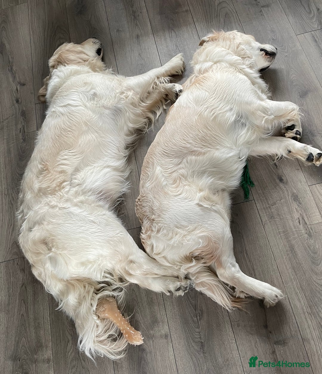 Golden Retriever dogs for sale: Meet Georgie & Bruno – Our Loving Golden Duo - Image 2