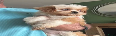 Cavapoo 3