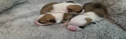 Welsh Corgi Pembroke dogs for sale: Corgi Puppies for Loving Homes – 1 Male, 2 Females - Advert 6