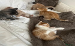Mixed Breed cats for sale: Beautiful Kittens for sale - Image 28