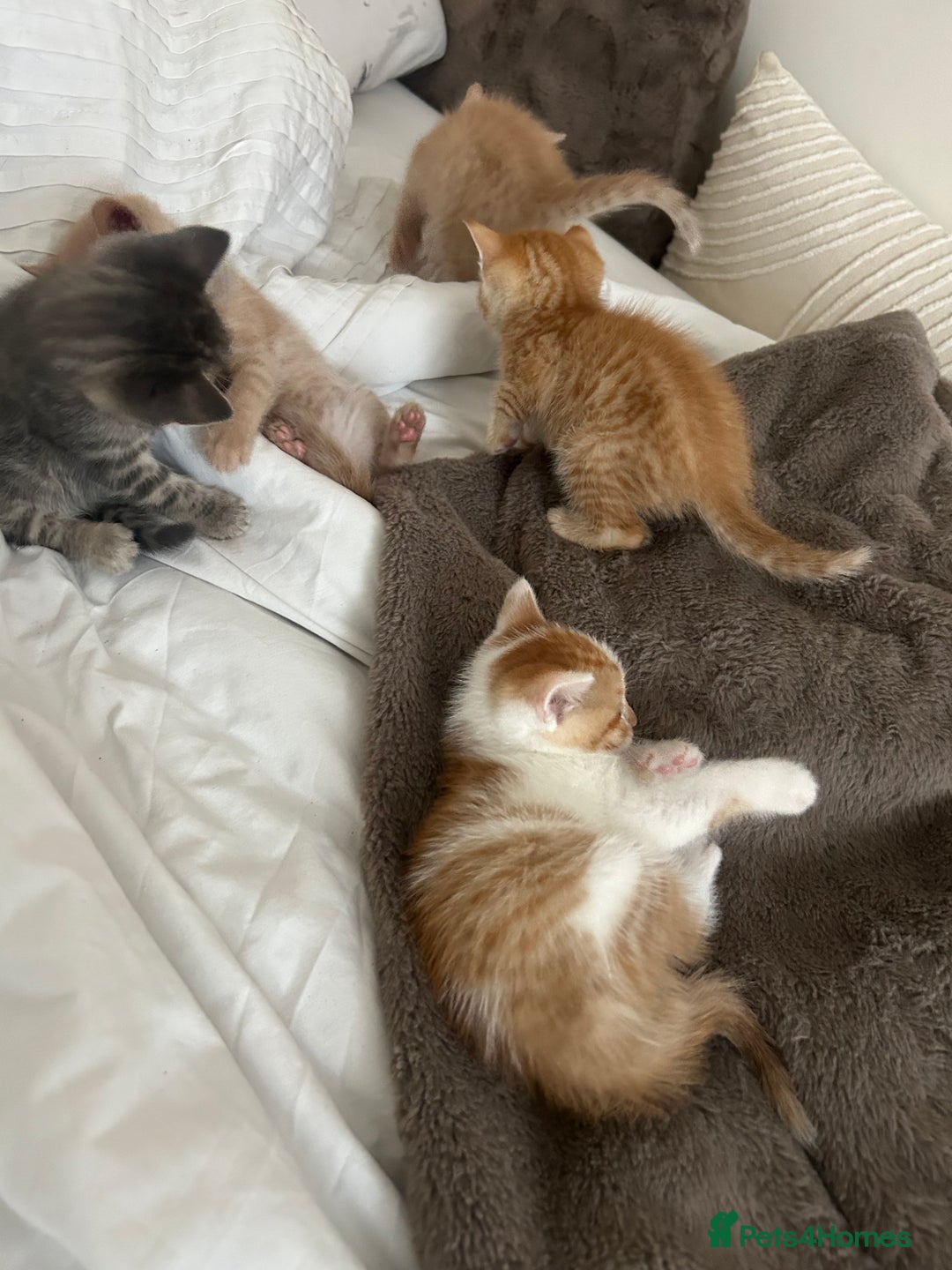 Mixed Breed cats for sale: Beautiful Kittens for sale - Image 28