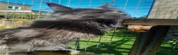 Maine Coon cats for sale: solid blue maine coon girl TICA 3 pedigree - Advert 5