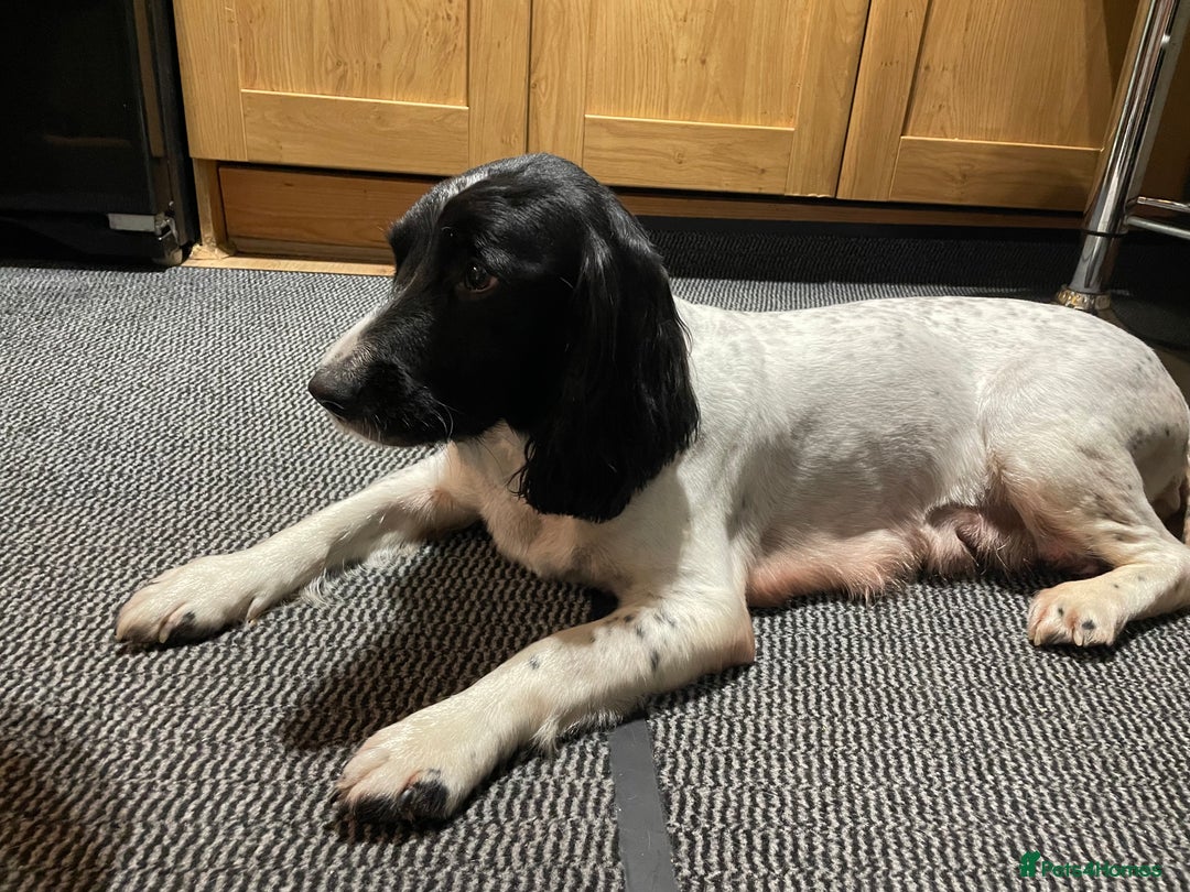 English Springer Spaniel dogs for sale: KC Registered English Springer Spaniels - Advert 1