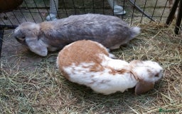 Continental Giant rabbits for sale: Super Stars Stud Service - Beautiful Proven Boys  - Image 4