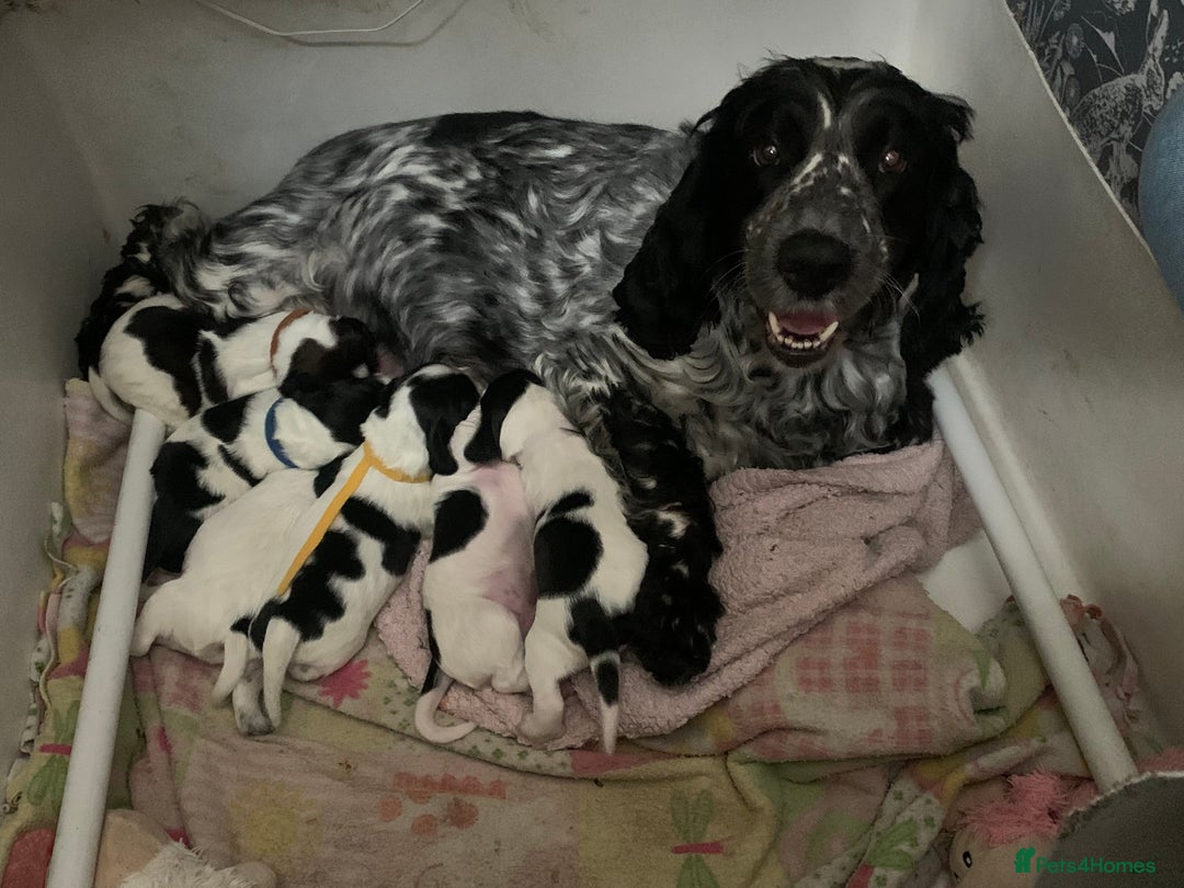 Cocker Spaniel dogs for sale: 4x Cocker Spaniel pups blue roan READY TO GO - Image 14