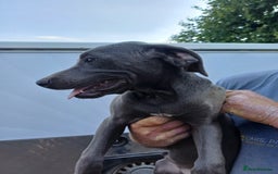 Mixed Breed dogs for sale: Texas Lacy Game Dogs - Image 5