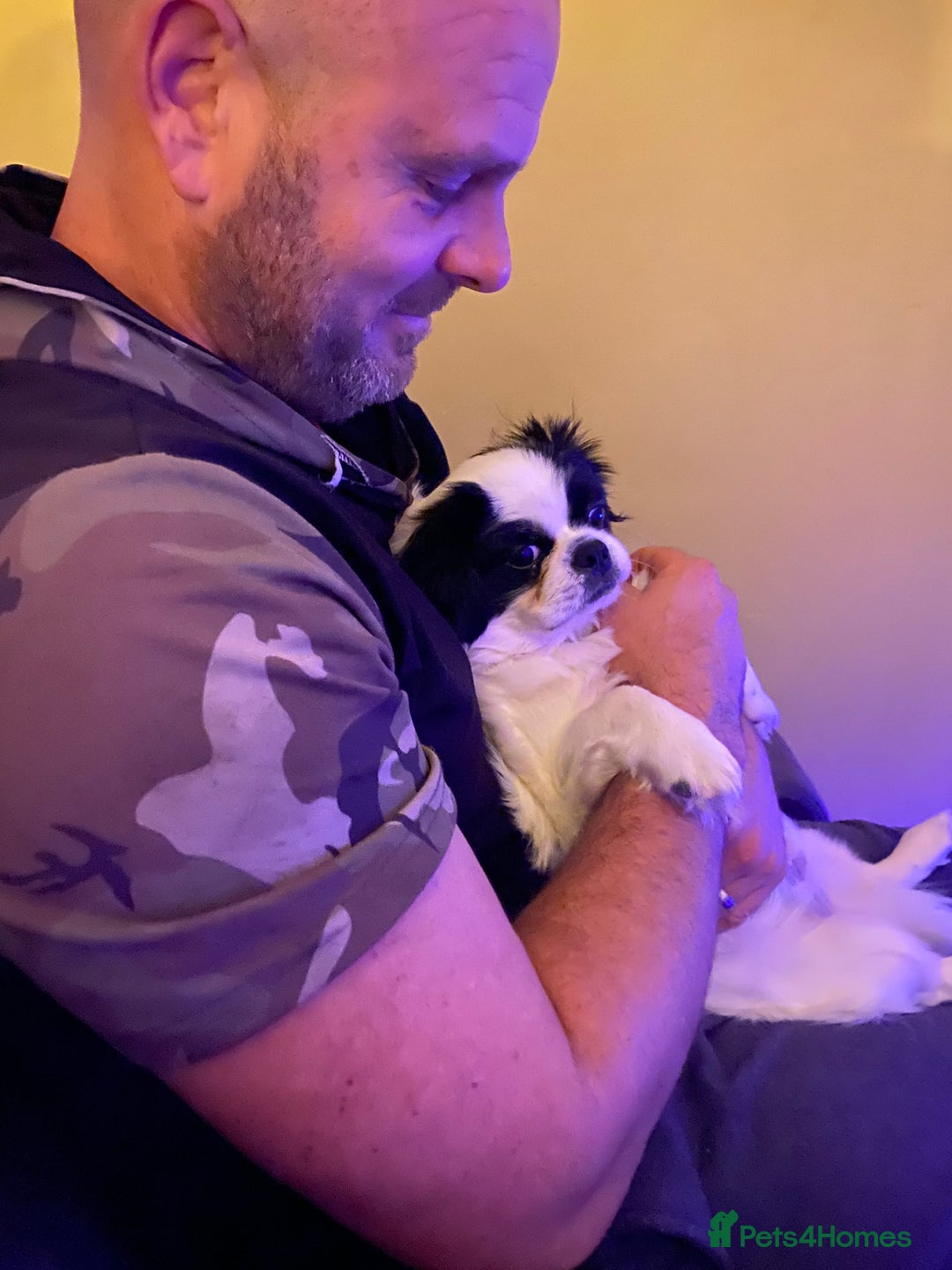 Pekingese dogs for sale: Fred  - Advert 5