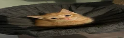 Mixed Breed cats for sale: 3 beautiful kittens  - Advert 32