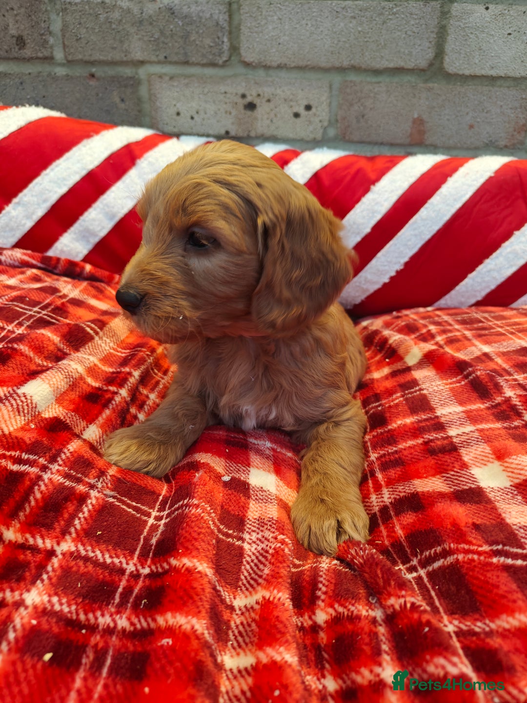 Mini Goldendoodle dogs for sale: *REDUCED* Adorable Red & Apricot Goldendoodles - Advert 13