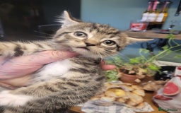 British Longhair cats for sale: Kittens  - Image 3
