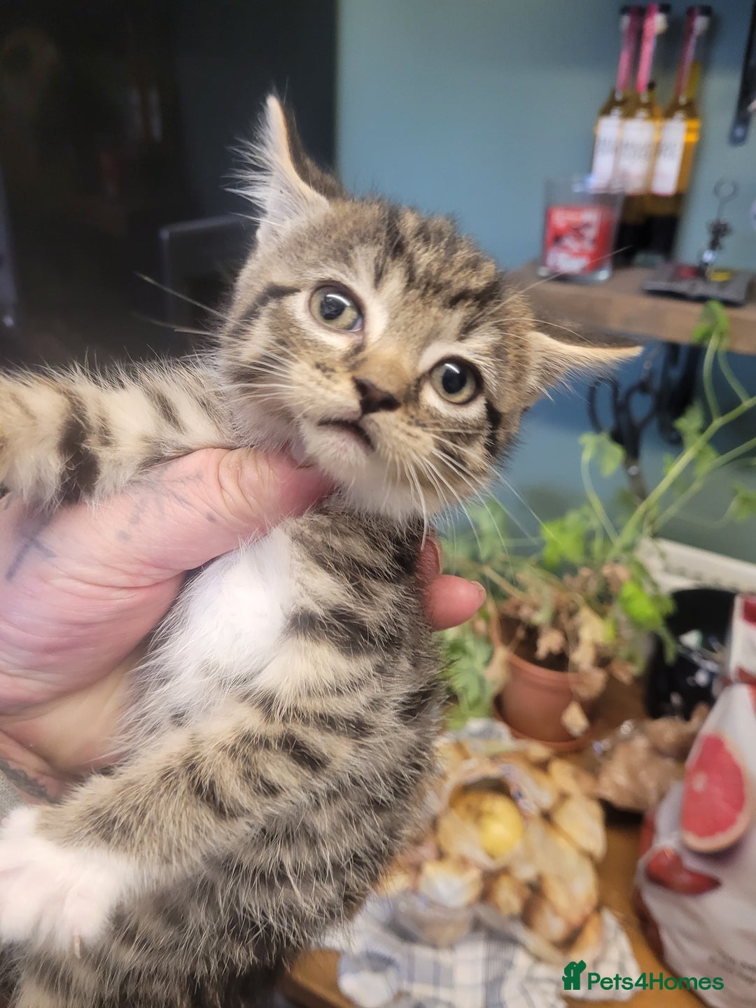 British Longhair cats for sale: Kittens  - Image 3