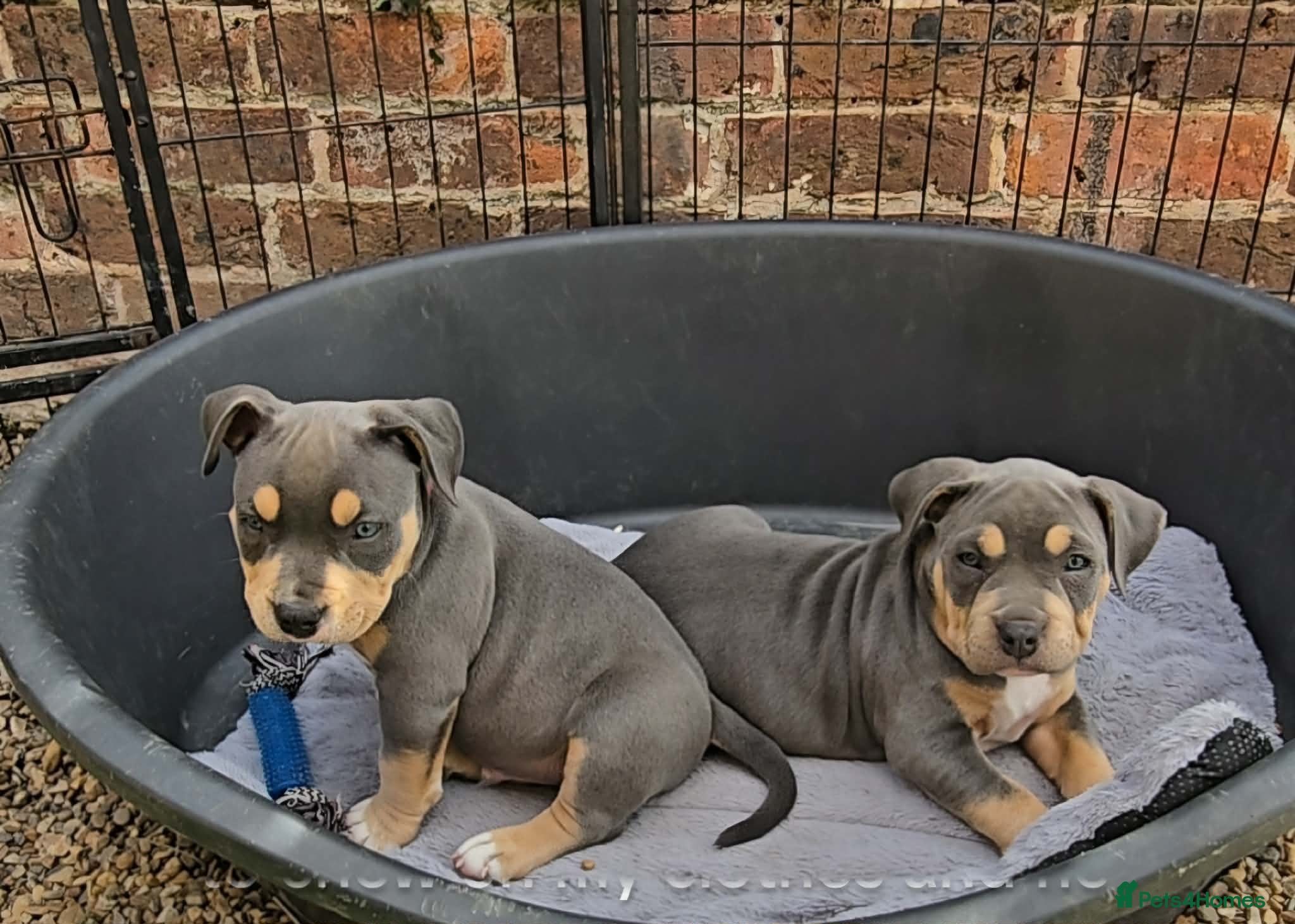 American Bully dogs American pocket bullies  - Advert 4