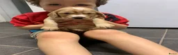 Cocker Spaniel dogs for sale: Golden cocker spaniel pups  - Advert 13