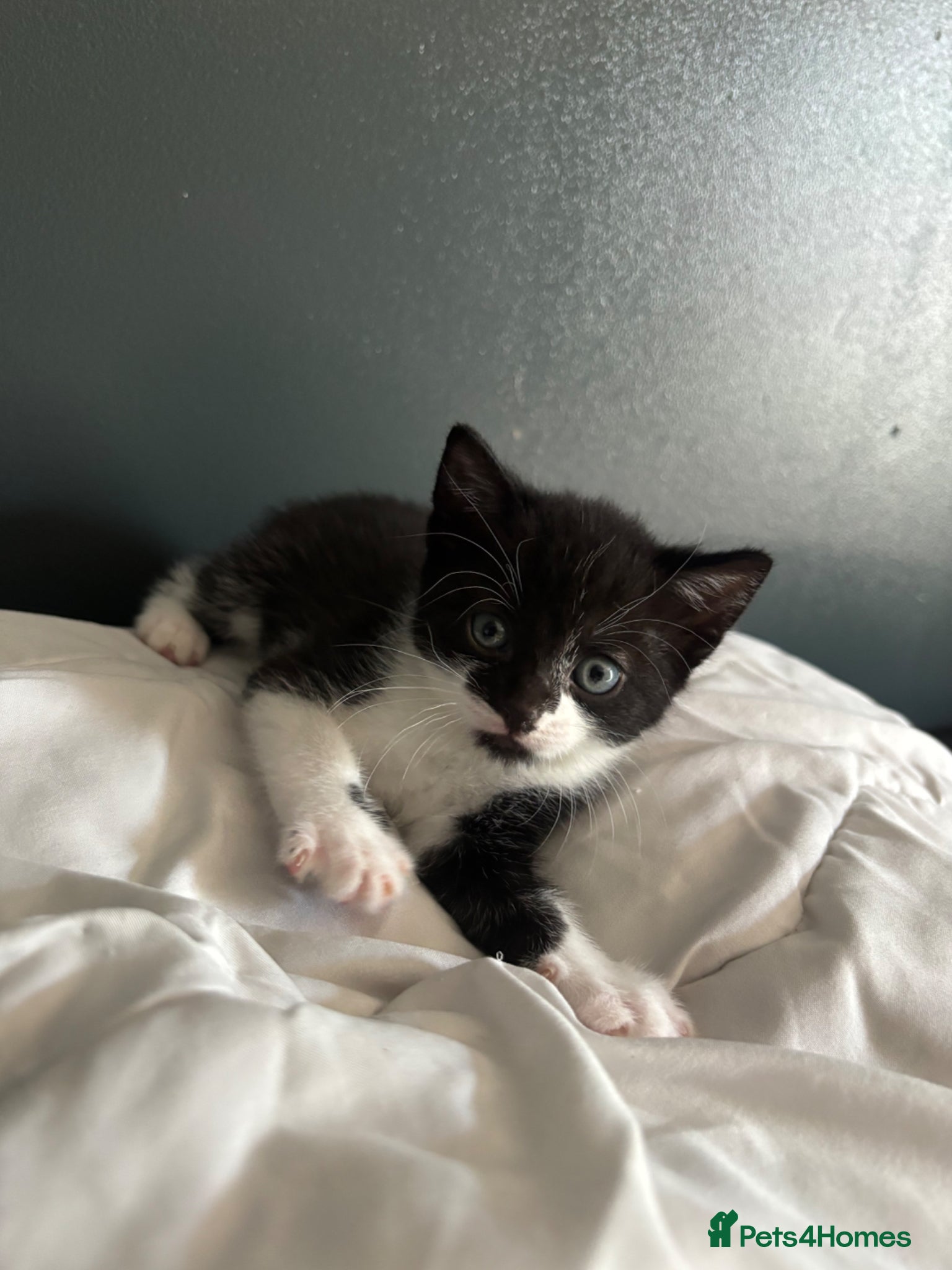 Domestic Shorthair cats Kittens - Advert 4