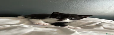 Domestic Shorthair Kitten 1