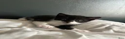 Domestic Shorthair cats for sale: Kittens in Peterborough - Advert 1