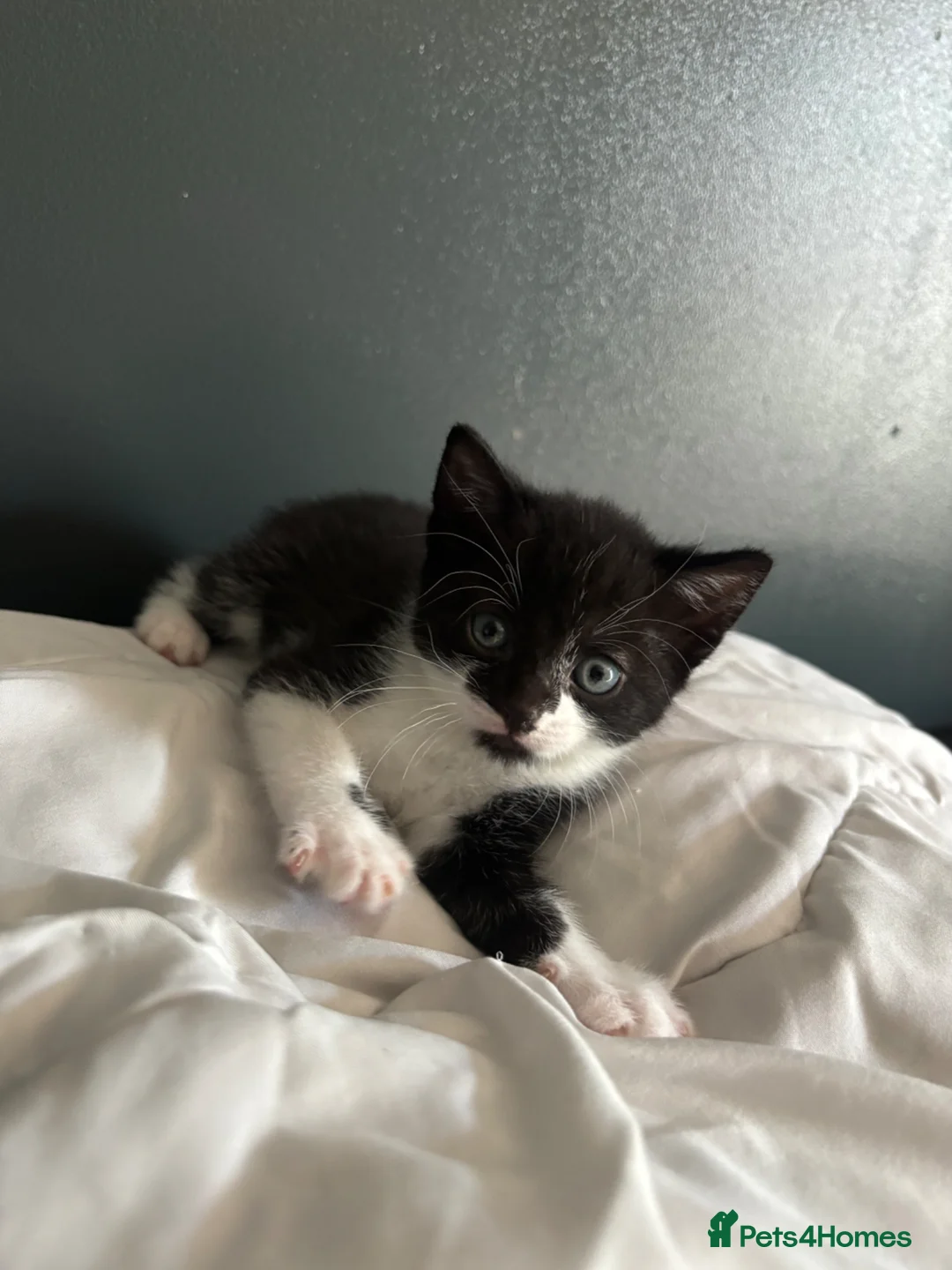 Domestic Shorthair cats for sale: Kittens in Peterborough - Advert 1