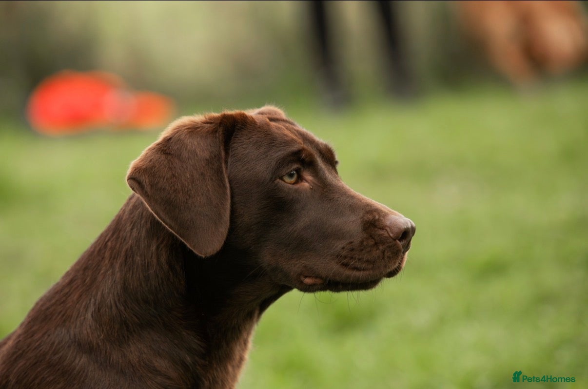 Labrador Retriever dogs Superb fully health tested chocolate labrador pups - Advert 4