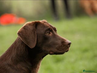 Labrador Retriever dogs Superb fully health tested chocolate labrador pups - Advert 16