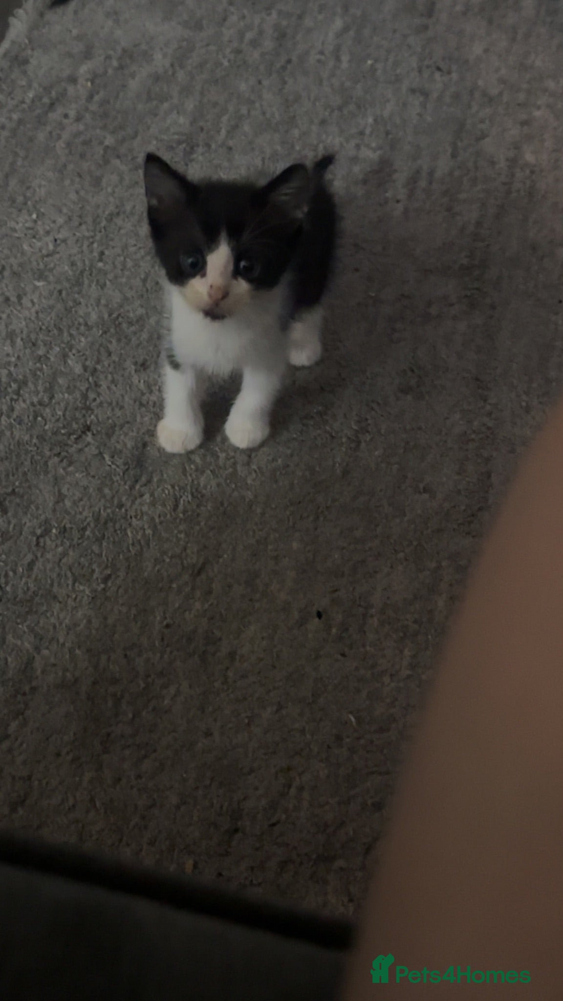 Mixed Breed cats  2 boys /5 girls (Kittens) - Advert 1