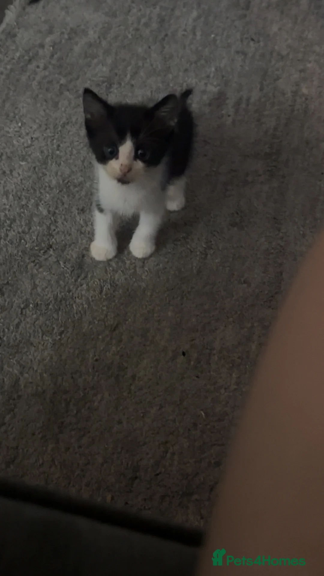 Mixed Breed cats for sale:  2 boys /5 girls (Kittens) - Advert 1