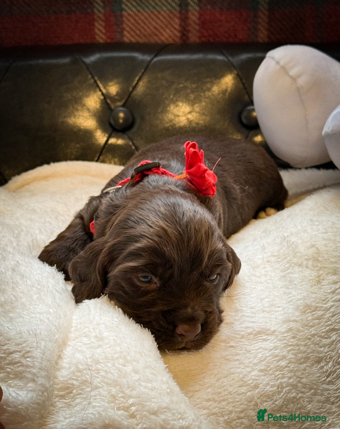 Cocker Spaniel dogs for sale: stunning chocolate and tri kc cocker spaniels - Advert 20