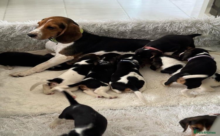 Beagle dogs - Advert 2