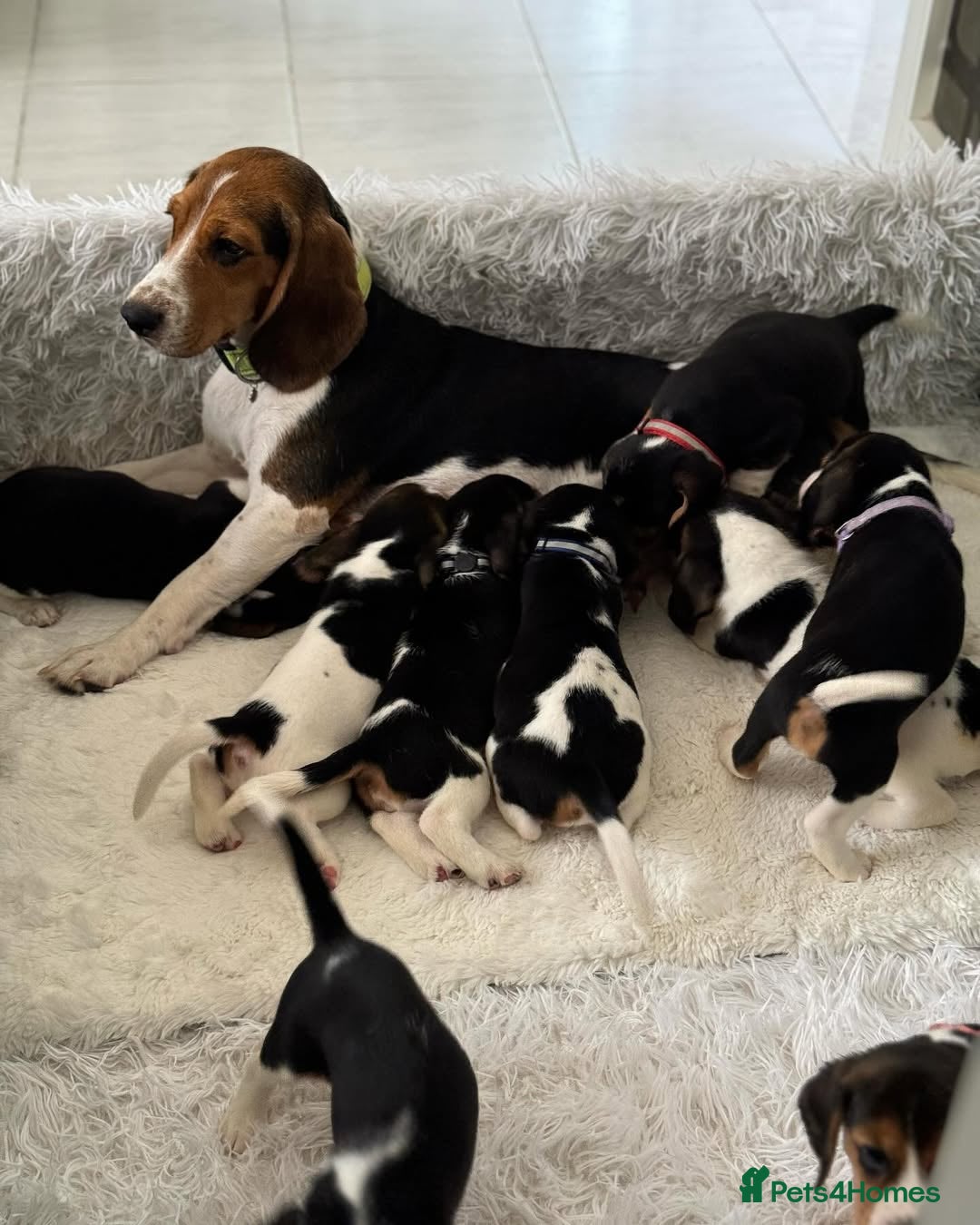 Beagle dogs for sale: Beagle Puppies  Friendly - Image 1