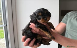 Cavapoo dogs for sale: Cavapoo puppies  - Image 1