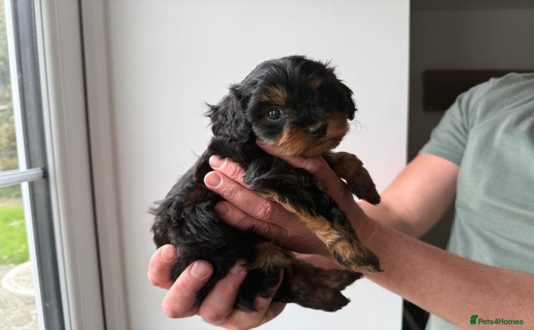 Cavapoo dogs - Advert 9