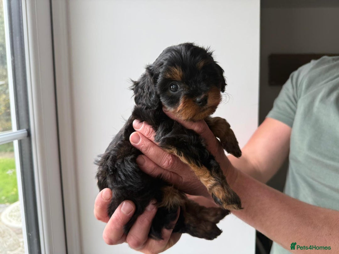 Cavapoo dogs for sale: Cavapoo puppies  - Image 1