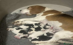 Beagle dogs for sale: KC reg beagle puppies - Image 2